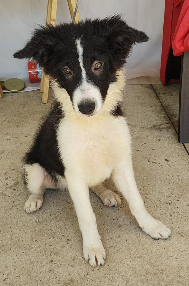 Zook tem a barriga com pelo branco e as costas com pelo preto. Ele está sentado no chão